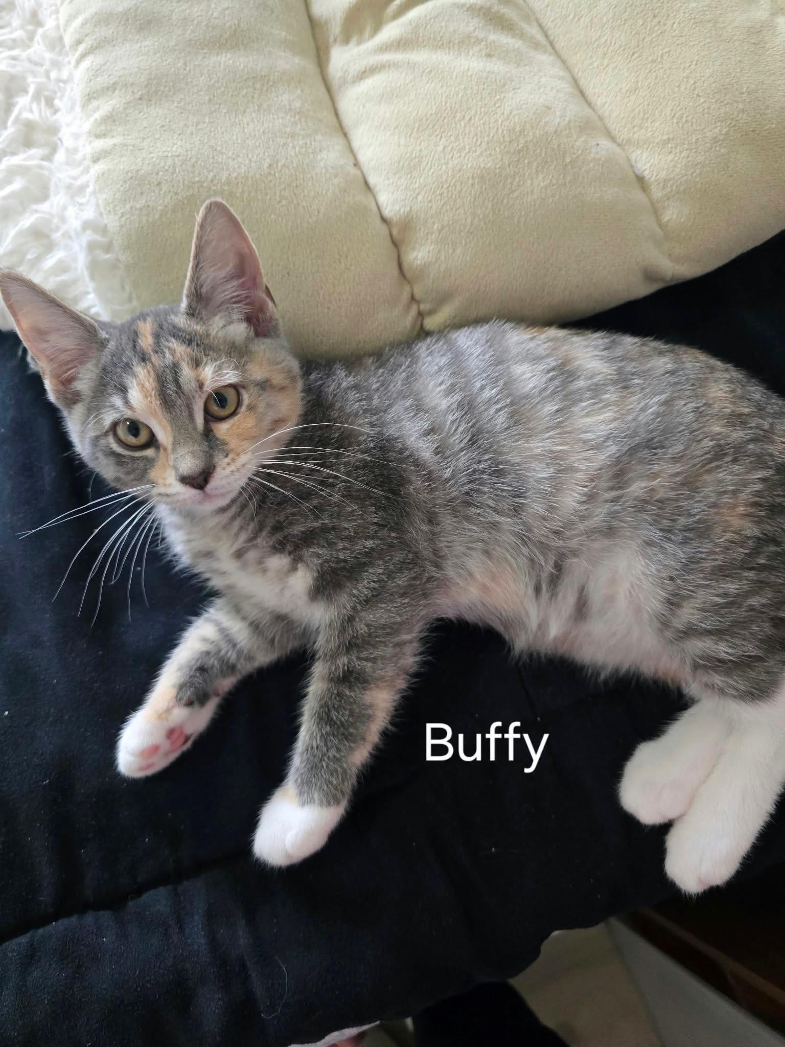 Buffy, Adoptable, Kitten Female Dilute Calico & Tabby.