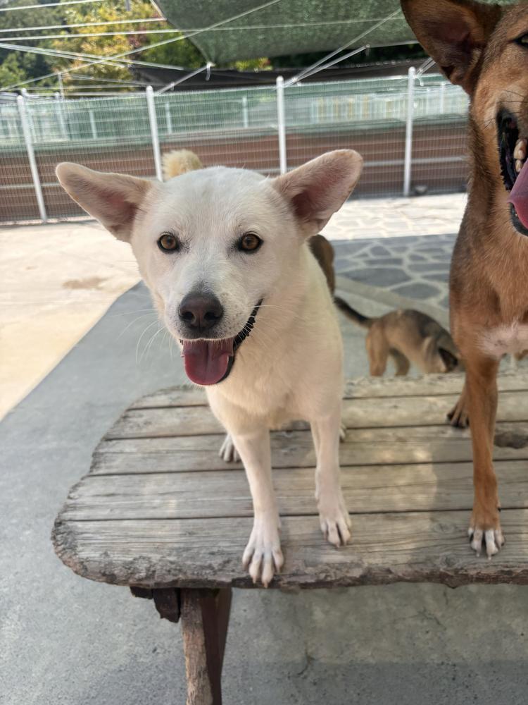 Paul, Adoptable, Puppy Male Jindo.
