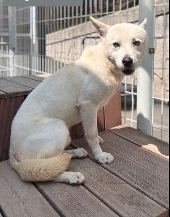 Paul, a Adoptable Jindo in Long Island City, NY image 2/2