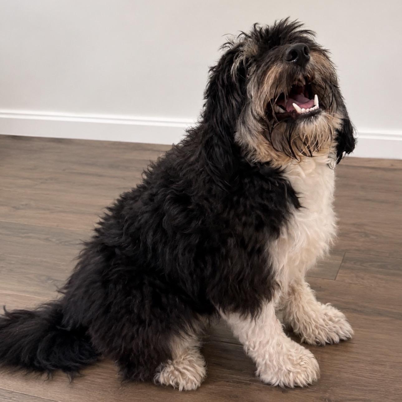 Enlarge Benson, a Adopted mixed breed in Pilot Point, TX image 1/1