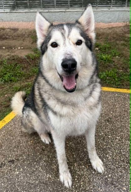 Subie, an adopted mixed breed in Inverness, FL image 2/2