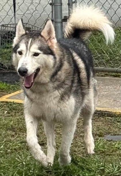 Subie, an adopted mixed breed in Inverness, FL image 1/2