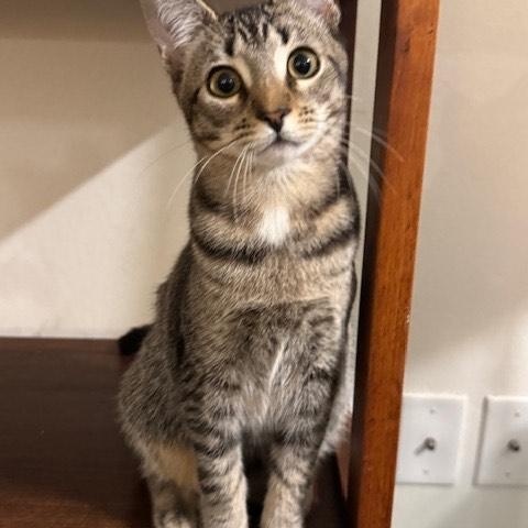 Juniper 6mo “As introverted as you!”, a Adoptable mixed breed in Los Angeles, CA image 1/4