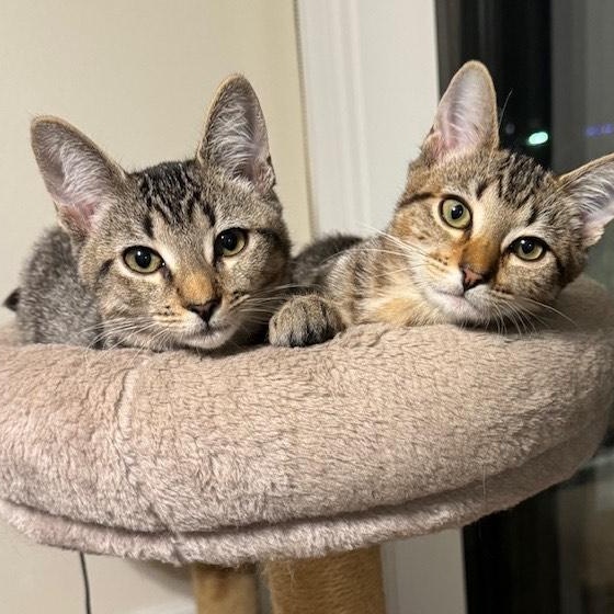 Juniper 6mo “As introverted as you!”, a Adoptable mixed breed in Los Angeles, CA image 3/4