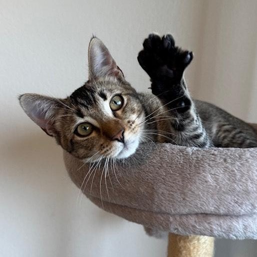 Juniper 6mo “As introverted as you!”, a Adoptable mixed breed in Los Angeles, CA image 4/4