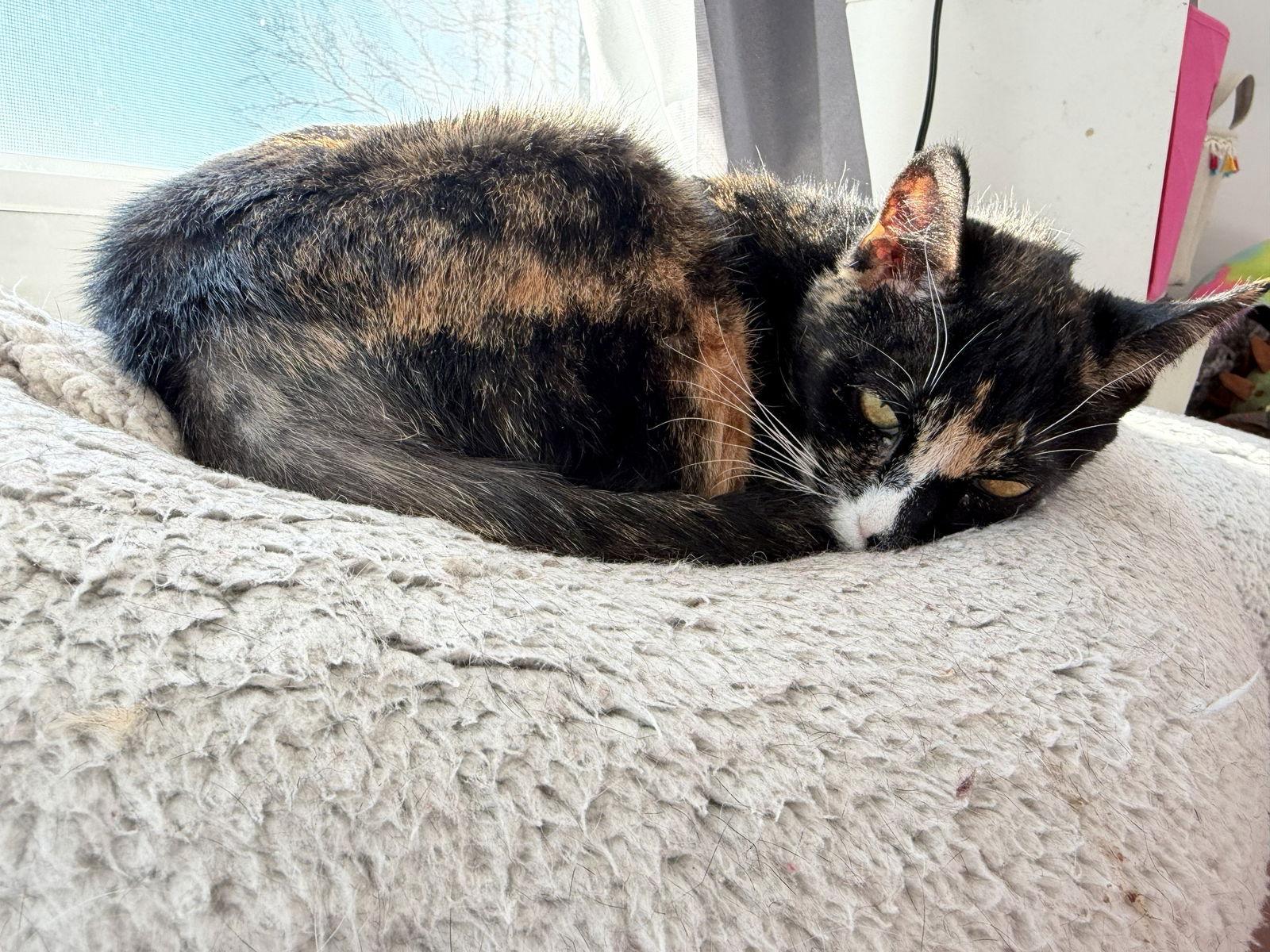 Solange, Adoptable, Adult Female Domestic Short Hair.