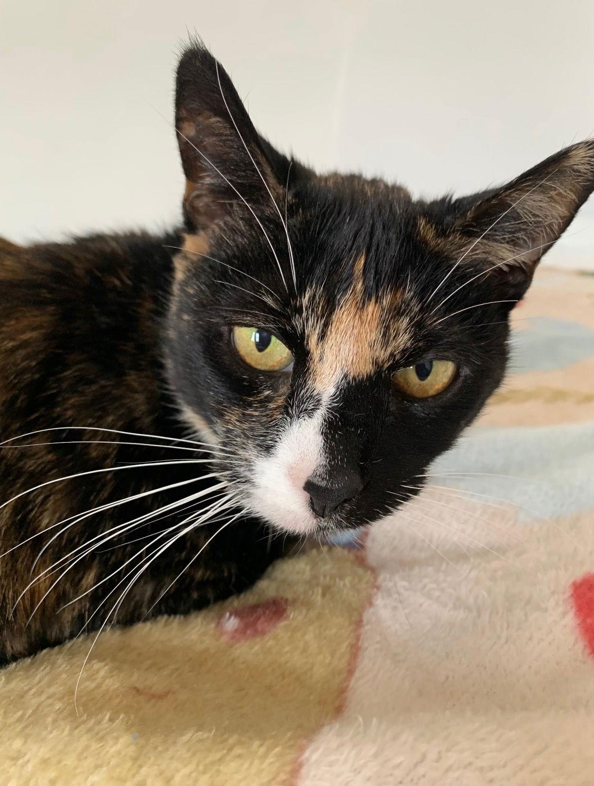 Enlarge Solange, a Adoptable Domestic Short Hair in Coatesville, PA image 2/2