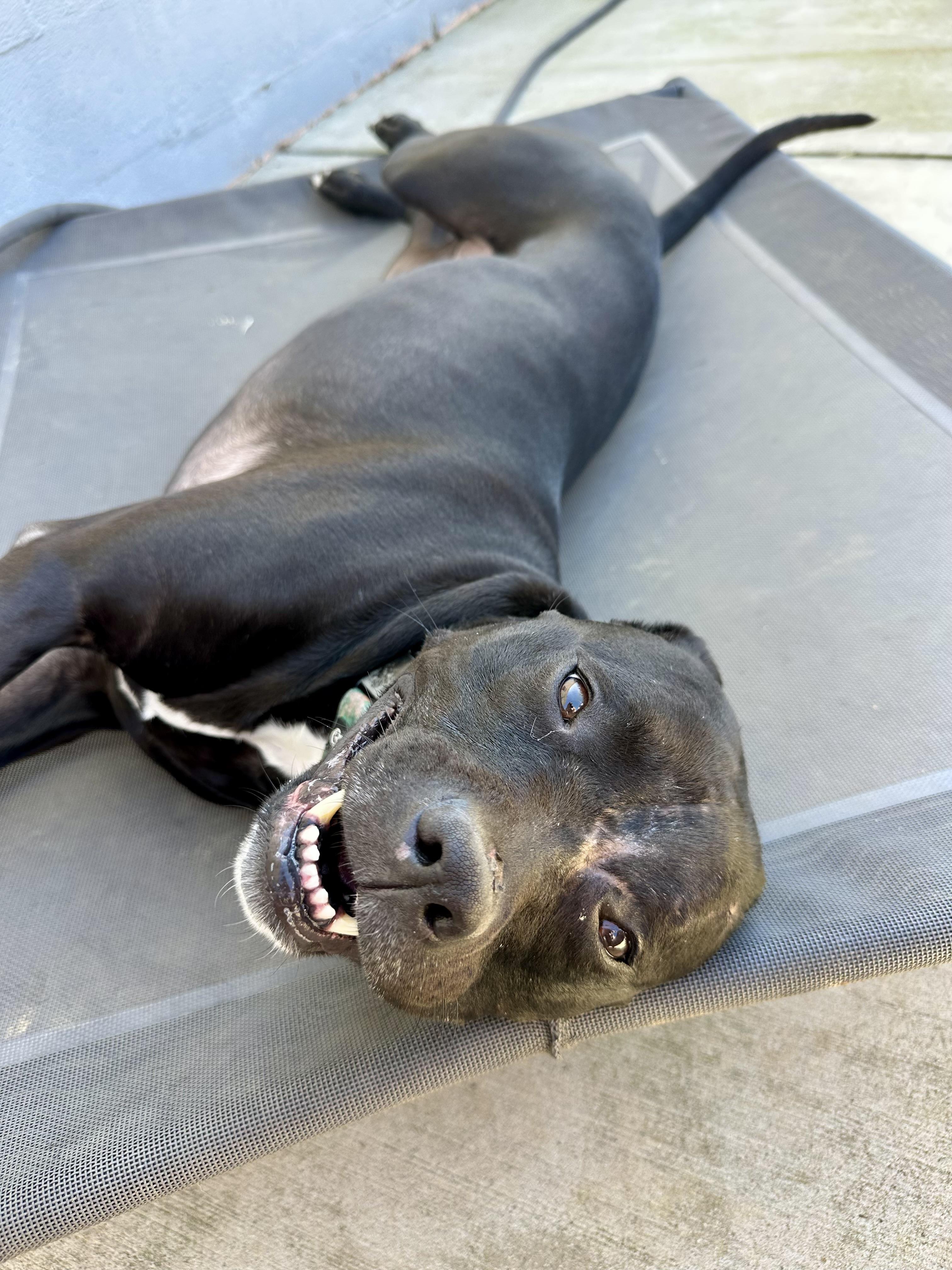 Enlarge Keeley (Kiwi), a ADOPTABLE mixed breed in Andersonville, TN image 3/6