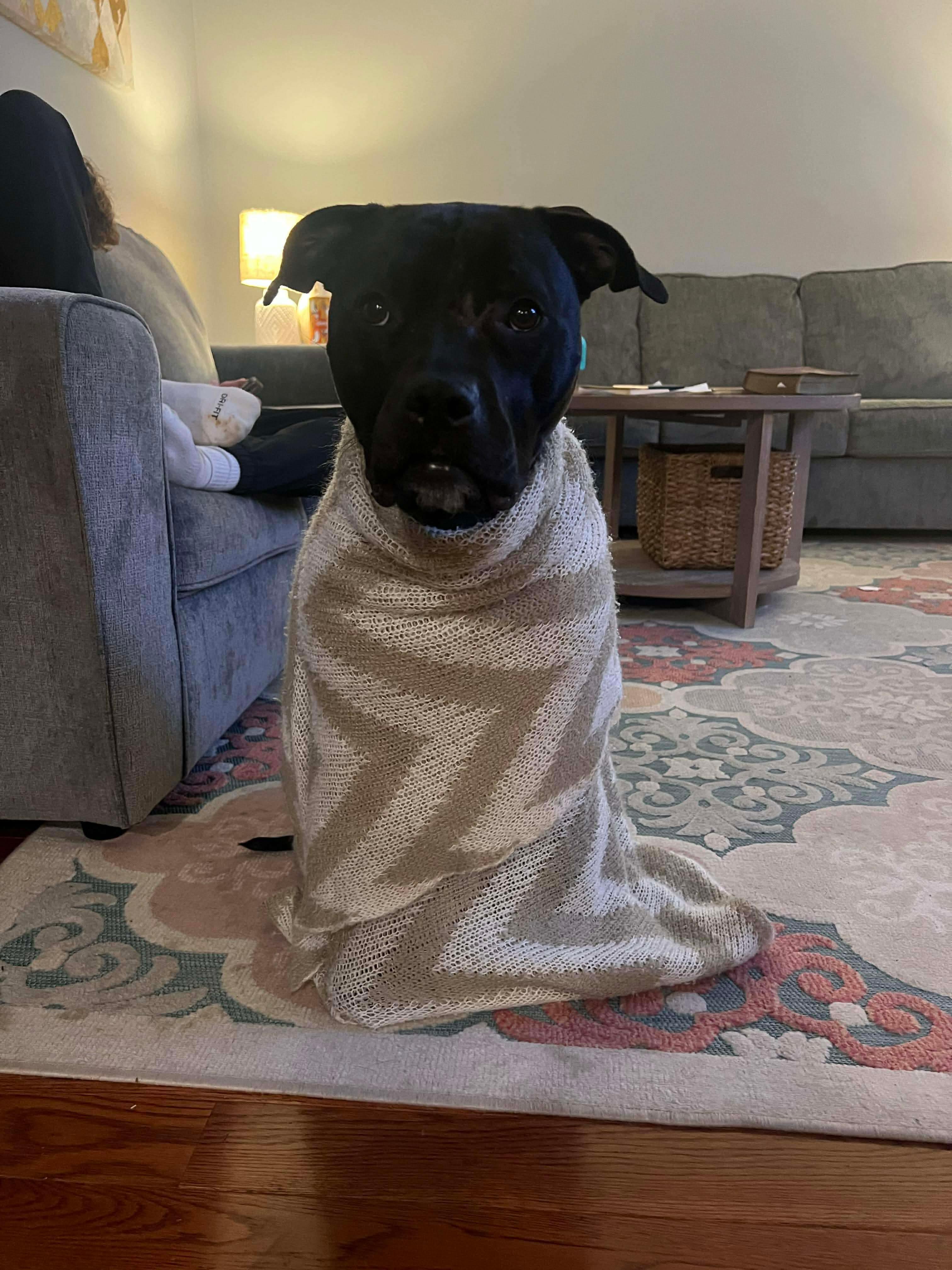 Keeley (Kiwi), ADOPTABLE, Adult Female American Staffordshire Terrier & Pit Bull Terrier.