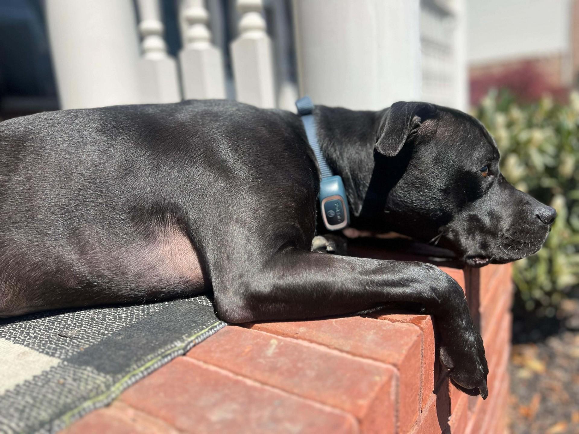 Enlarge Keeley (Kiwi), a ADOPTABLE mixed breed in Andersonville, TN image 3/4