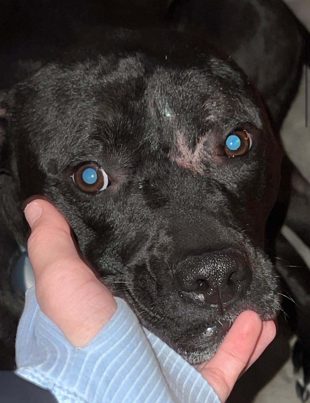 Enlarge Keeley (Kiwi), a ADOPTABLE mixed breed in Andersonville, TN image 2/4