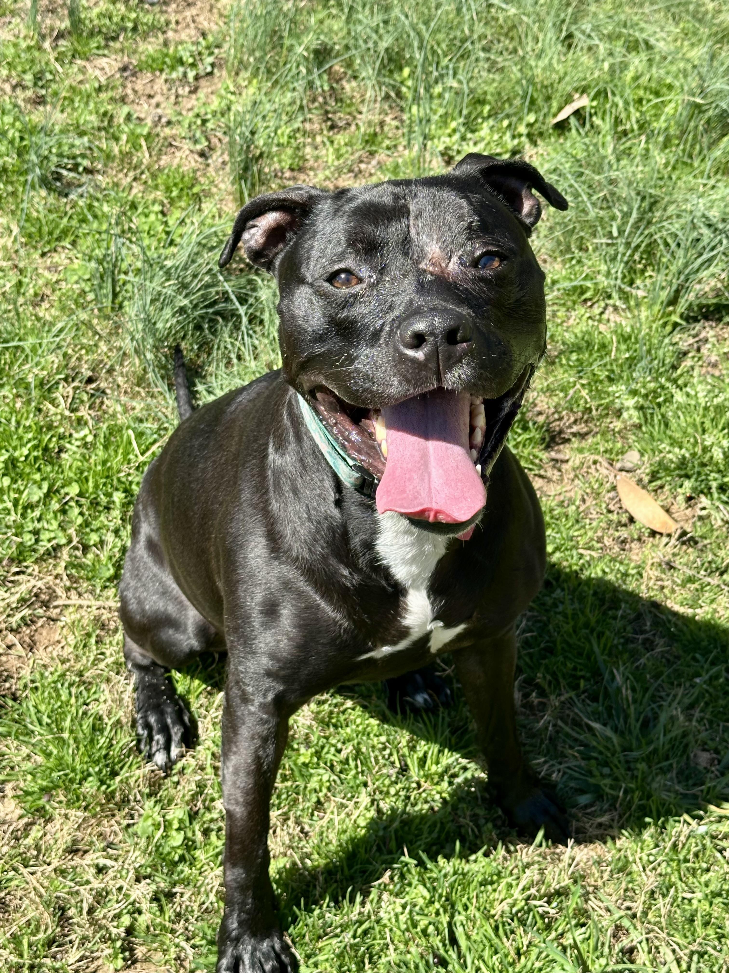 Enlarge Keeley (Kiwi), a ADOPTABLE mixed breed in Andersonville, TN image 5/6