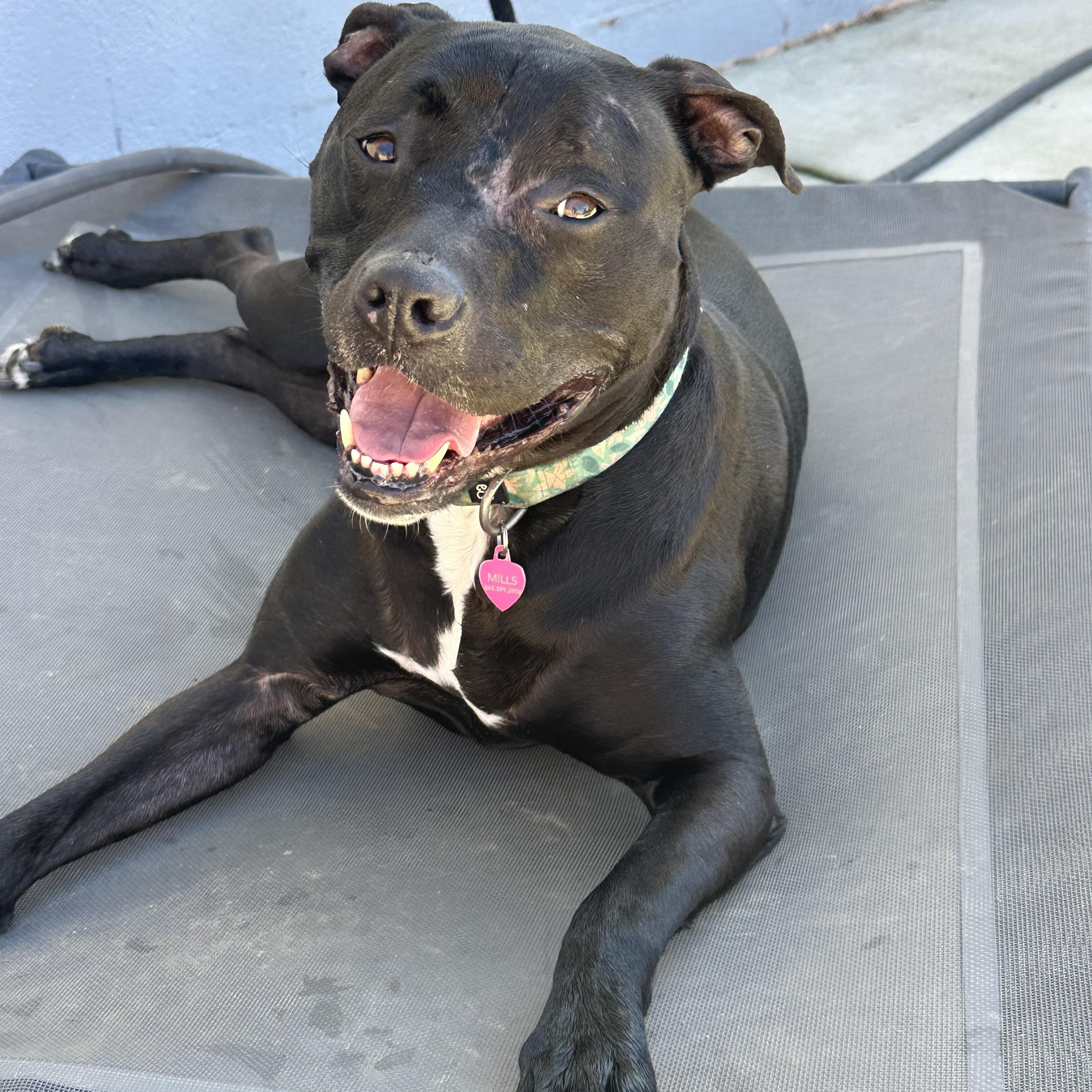 Enlarge Keeley (Kiwi), a ADOPTABLE mixed breed in Andersonville, TN image 4/6