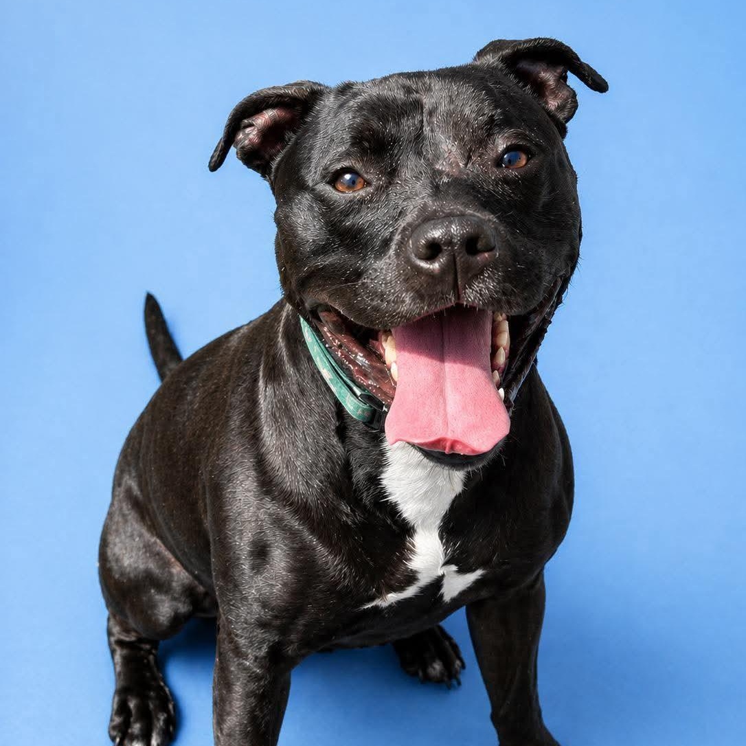Keeley (Kiwi), ADOPTABLE, Adult Female American Staffordshire Terrier & Pit Bull Terrier.