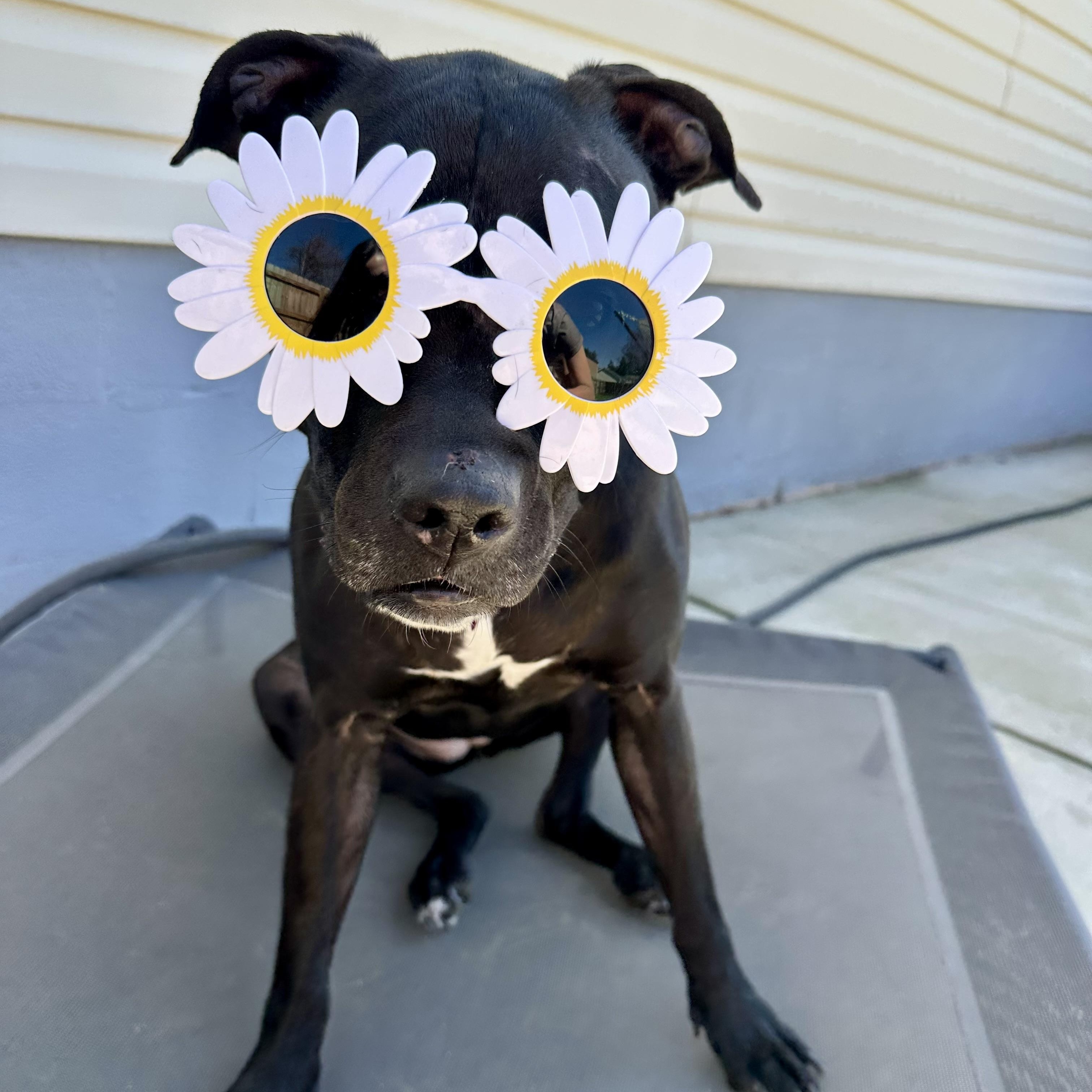 Keeley (Kiwi), ADOPTABLE, Adult Female American Staffordshire Terrier & Pit Bull Terrier.