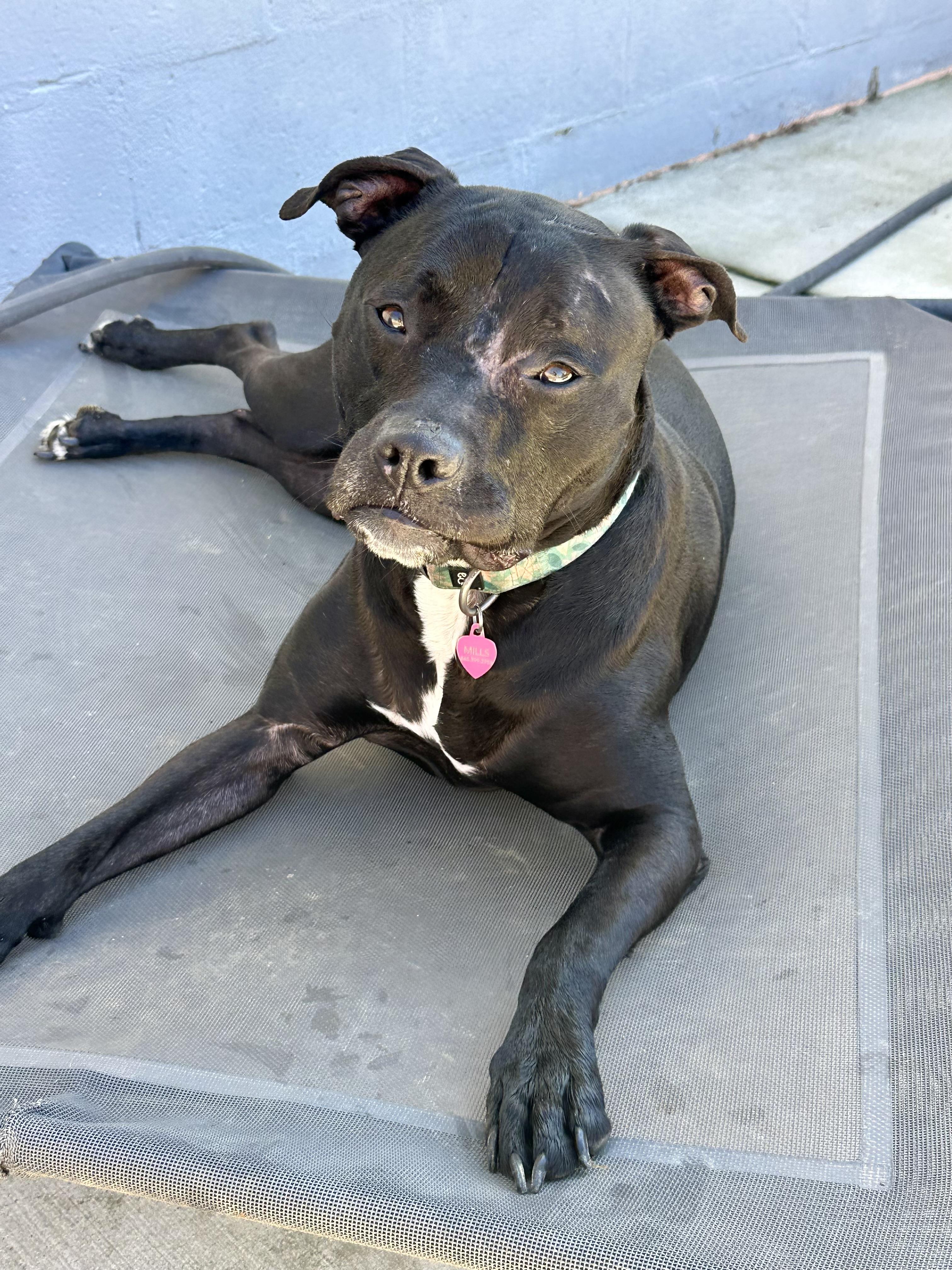 Enlarge Keeley (Kiwi), a ADOPTABLE mixed breed in Andersonville, TN image 6/6