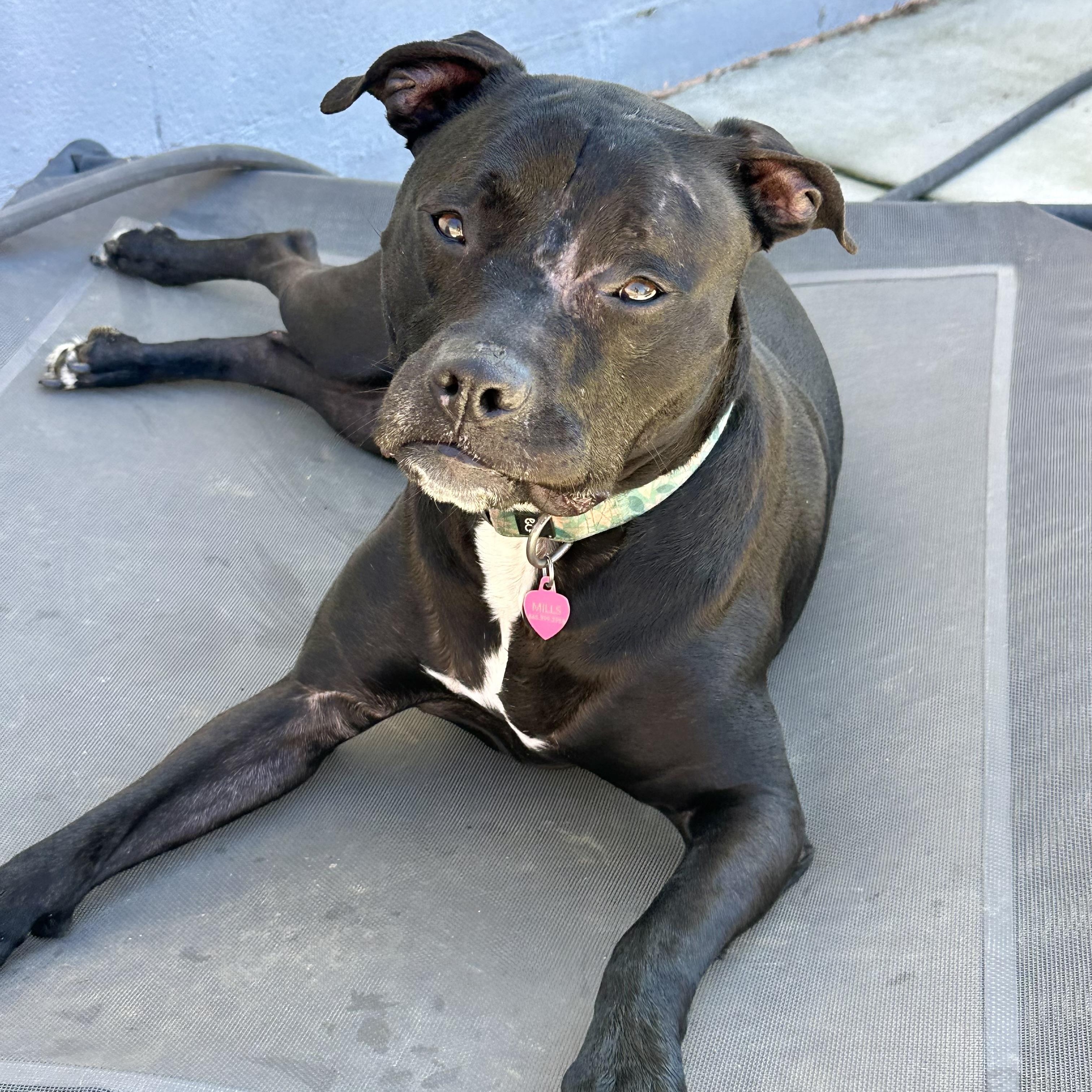 Keeley (Kiwi), a ADOPTABLE mixed breed in Andersonville, TN image 6/6