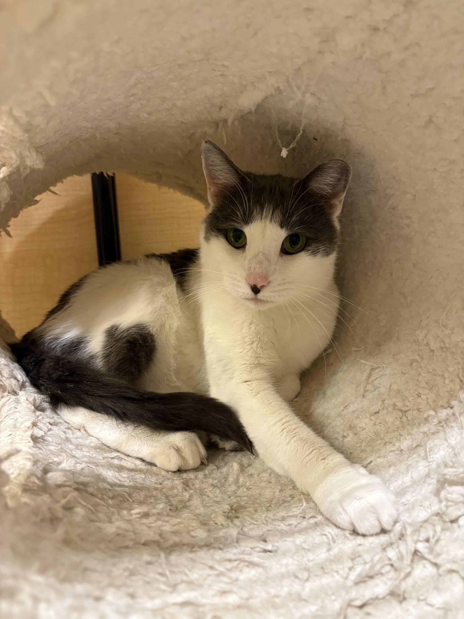 Tooti, Adoptable, Adult Female Domestic Short Hair.