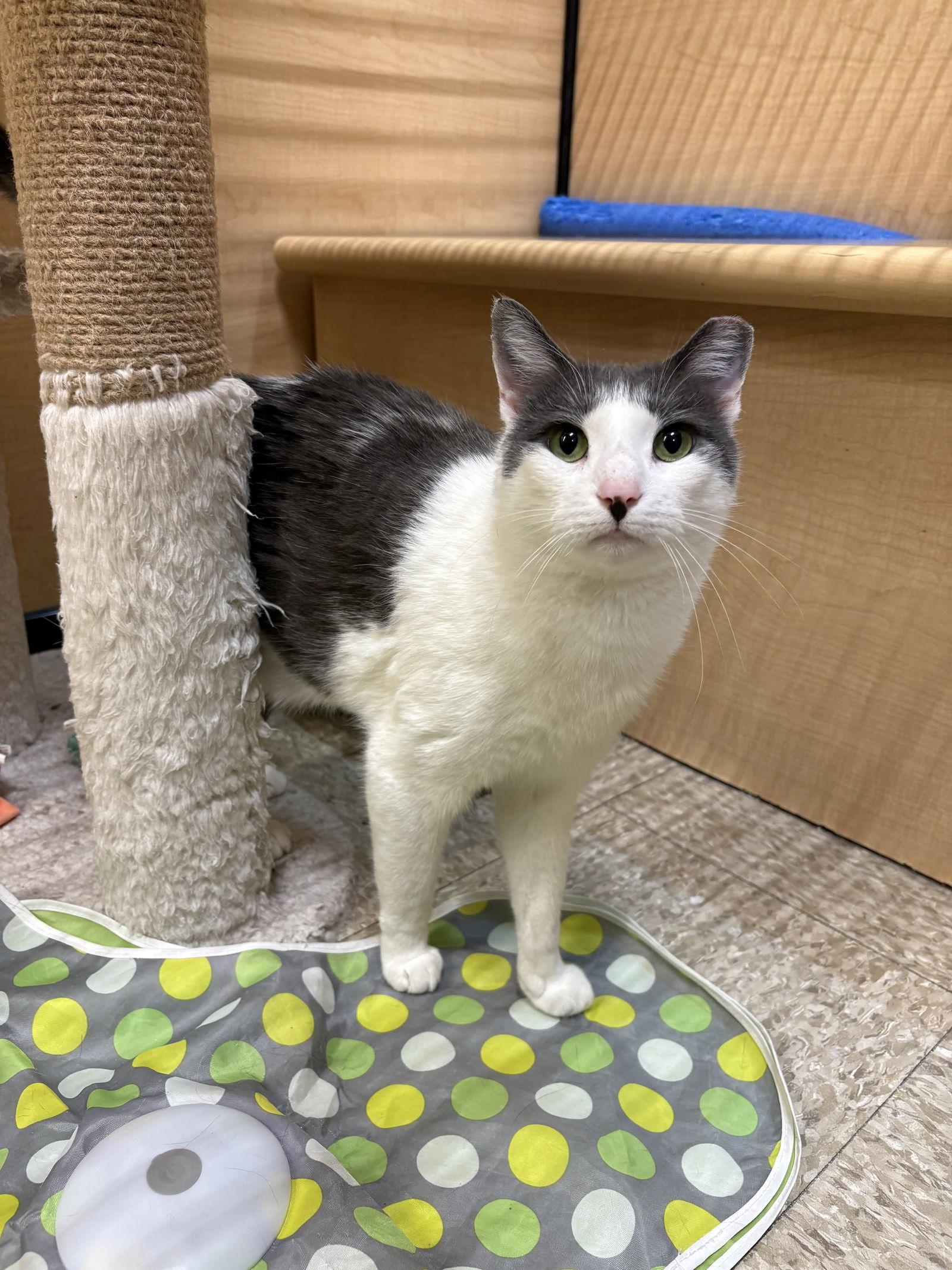 Enlarge Tooti, a Adoptable Domestic Short Hair in Yardley, PA image 2/3