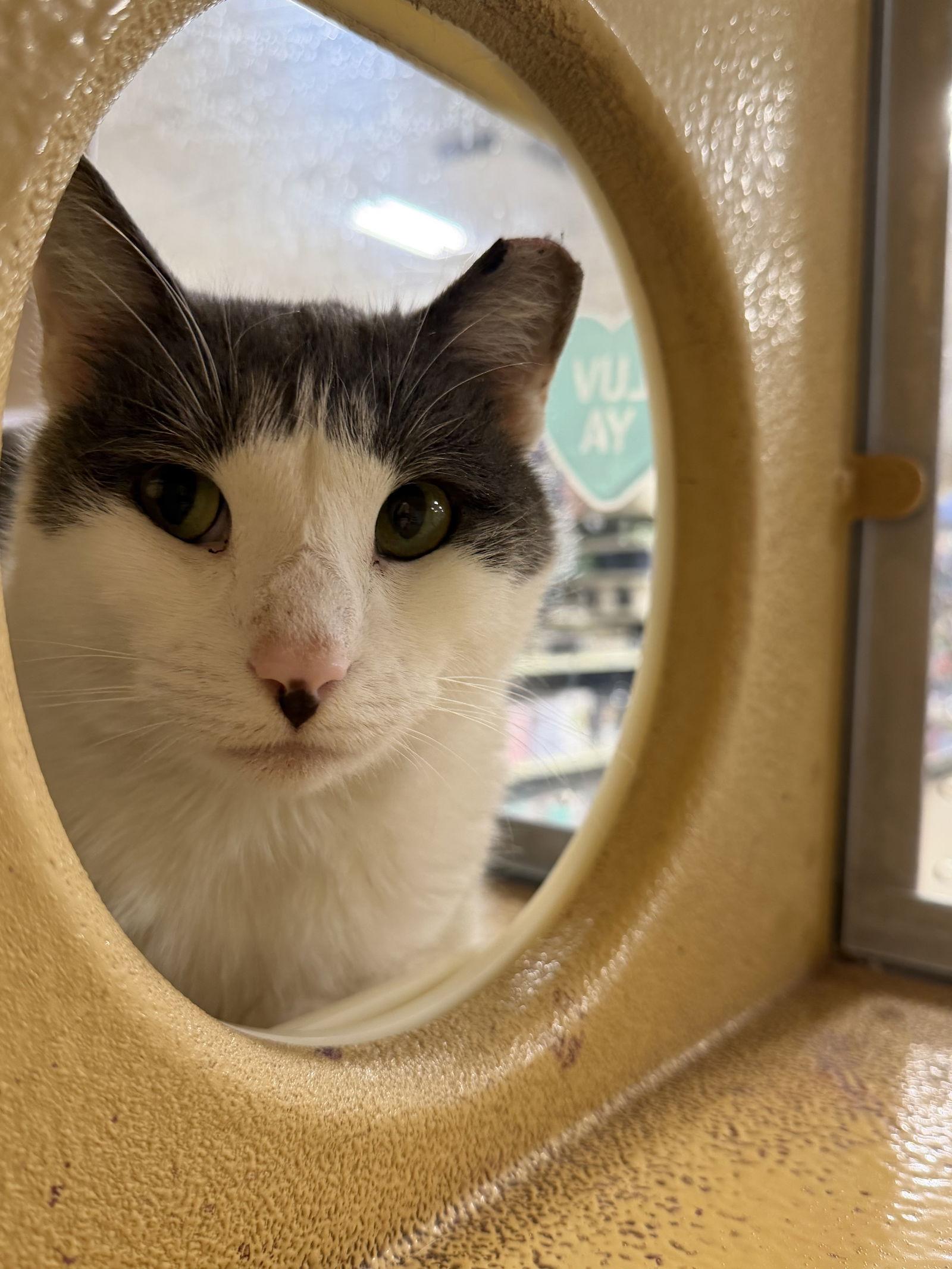 Enlarge Tootie, a Adoptable Domestic Short Hair in Yardley, PA image 1/1