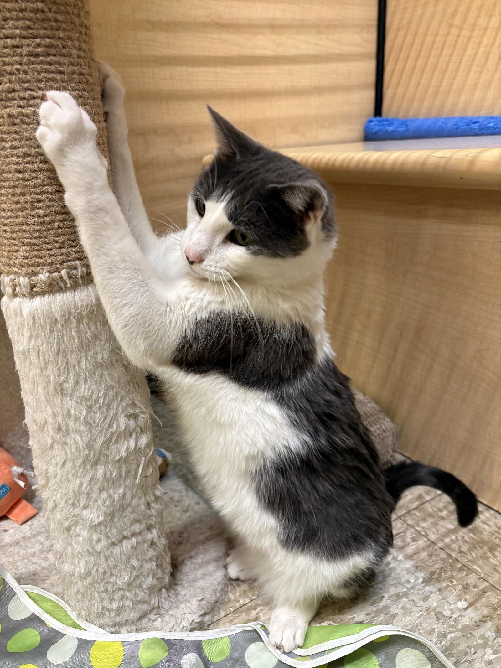 Enlarge Tooti, a Adoptable Domestic Short Hair in Yardley, PA image 3/3