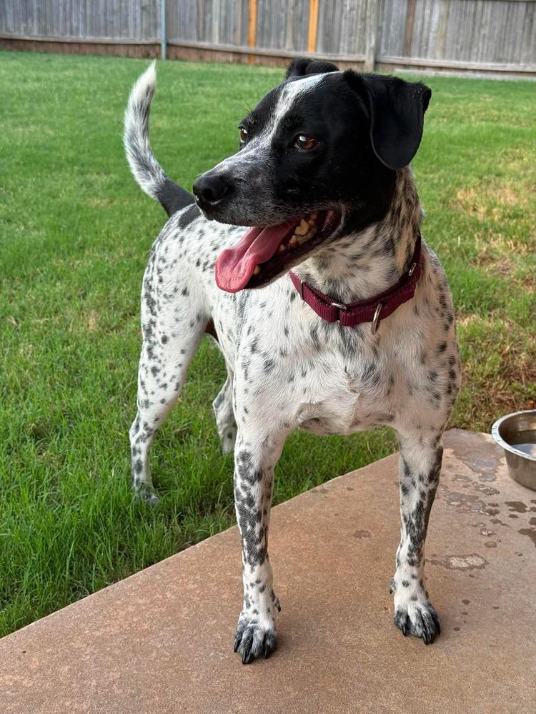 Enlarge Otto, a Adoptable mixed breed in Shawnee, OK image 1/6