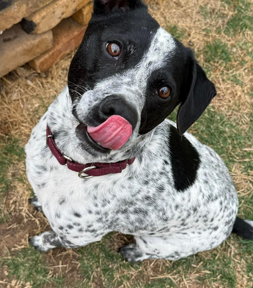 Enlarge Otto, a Adoptable mixed breed in Shawnee, OK image 2/6
