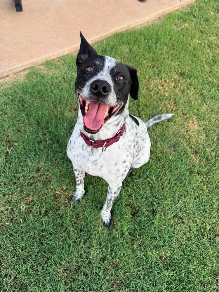 Enlarge Otto, a Adoptable mixed breed in Shawnee, OK image 3/6