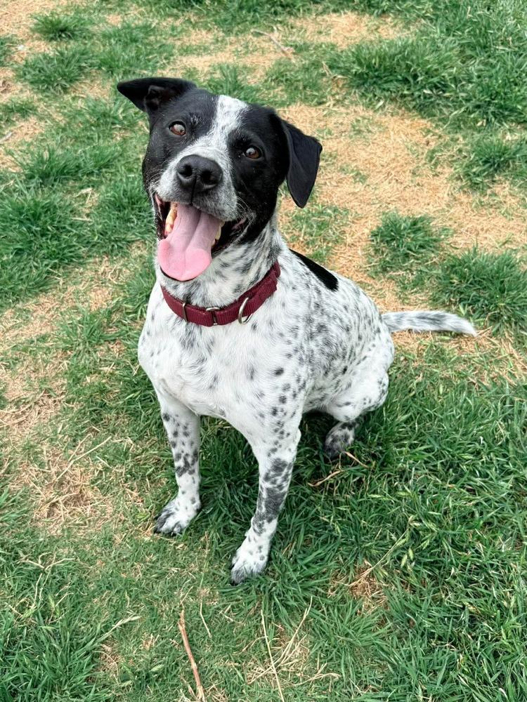 Enlarge Otto, a Adoptable mixed breed in Shawnee, OK image 4/6