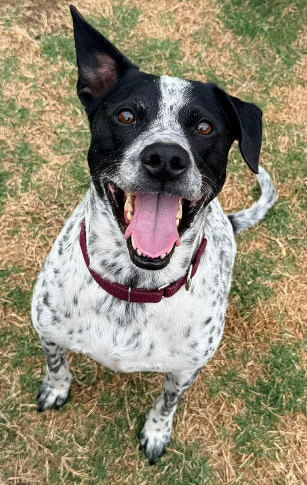 Enlarge Otto, a Adoptable mixed breed in Shawnee, OK image 5/6