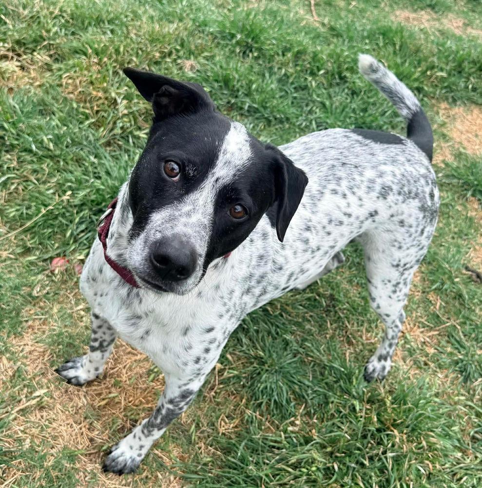 Enlarge Otto, a Adoptable mixed breed in Shawnee, OK image 6/6