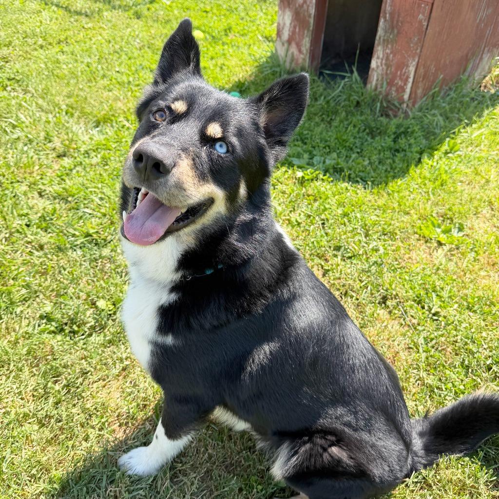 Keshavo, Adopted, Young Male Mixed Breed.