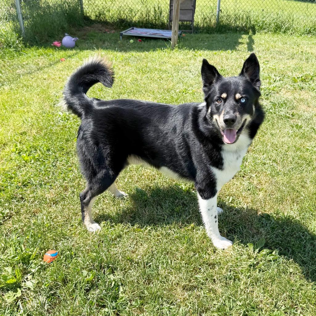 Enlarge Keshavo, a Adopted mixed breed in Olean, NY image 3/6