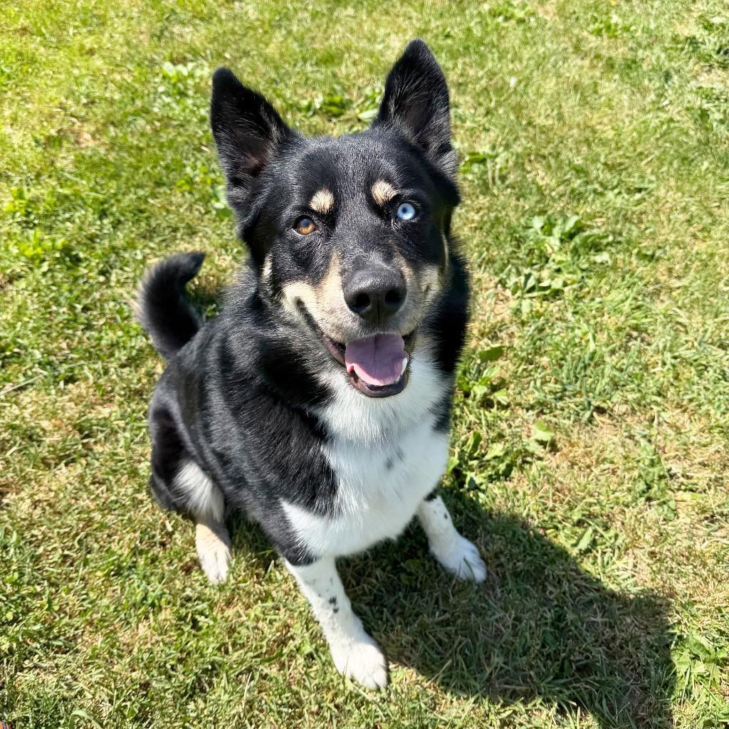 Enlarge Keshavo, a Adopted mixed breed in Olean, NY image 4/6