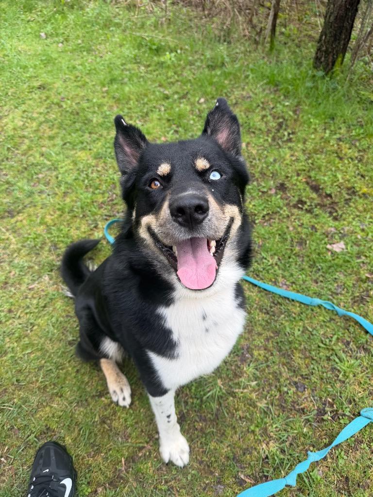 Enlarge Keshavo, a Adopted mixed breed in Olean, NY image 5/6