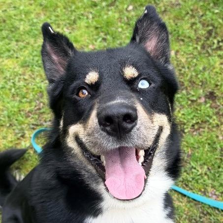 Enlarge Keshavo, a Adopted mixed breed in Olean, NY image 6/6