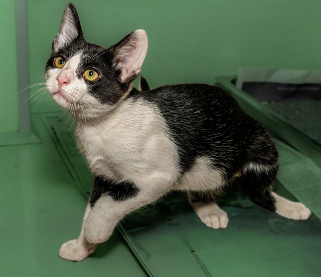 Enlarge SMOKEY, a Adoptable Domestic Short Hair in Cookeville, TN image 1/1