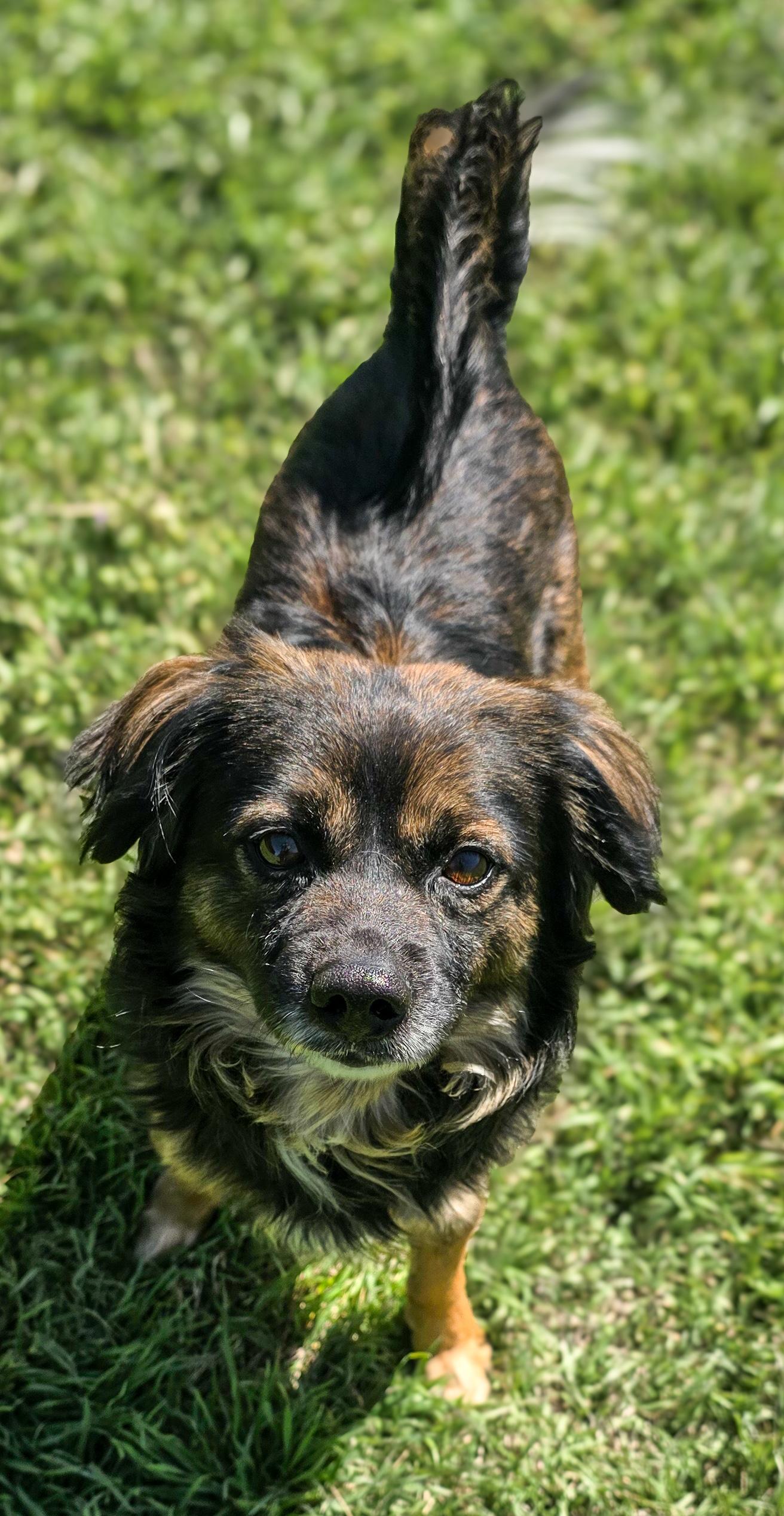 Enlarge Smokey, an adopted mixed breed in Spokane, WA image 2/4