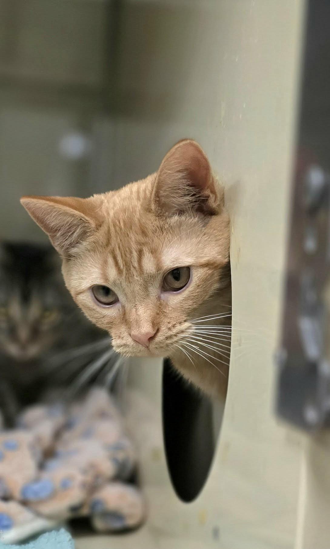 Enlarge Ginger, a ADOPTABLE Domestic Short Hair in New Castle, PA image 5/6