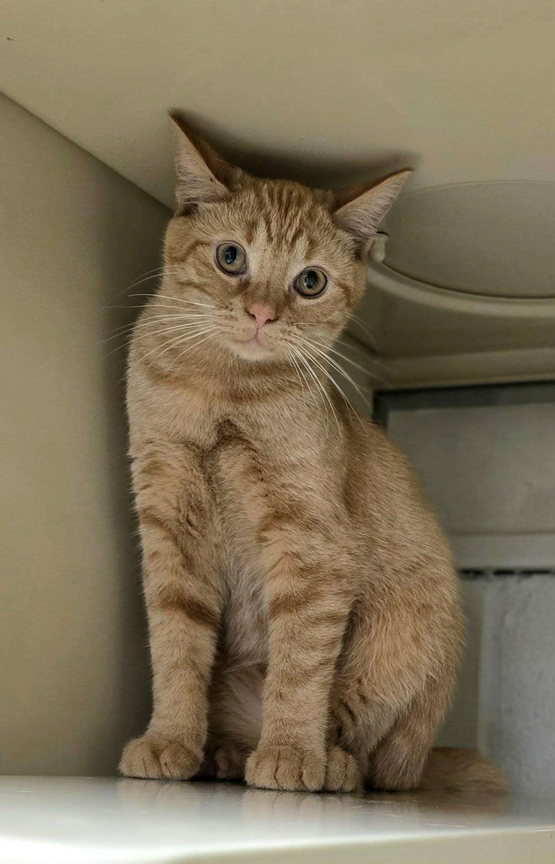Enlarge Ginger, a ADOPTABLE Domestic Short Hair in New Castle, PA image 3/6