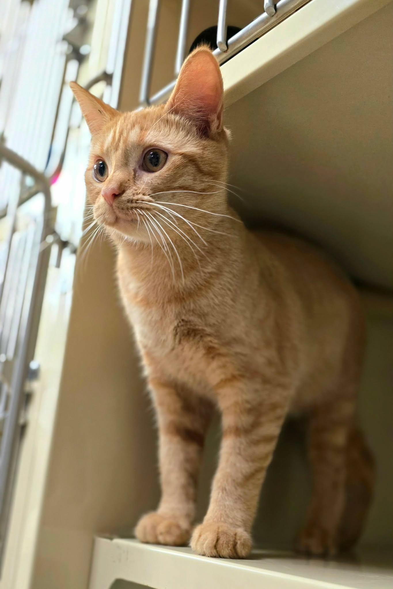 Enlarge Ginger, a ADOPTABLE Domestic Short Hair in New Castle, PA image 6/6