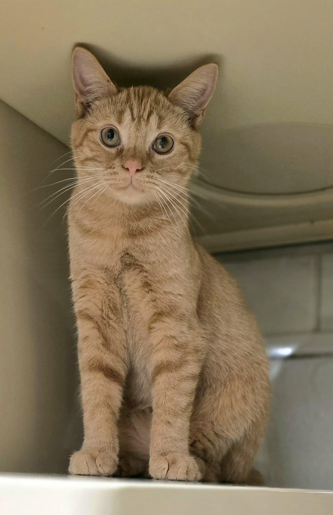 Enlarge Ginger, a ADOPTABLE Domestic Short Hair in New Castle, PA image 2/6