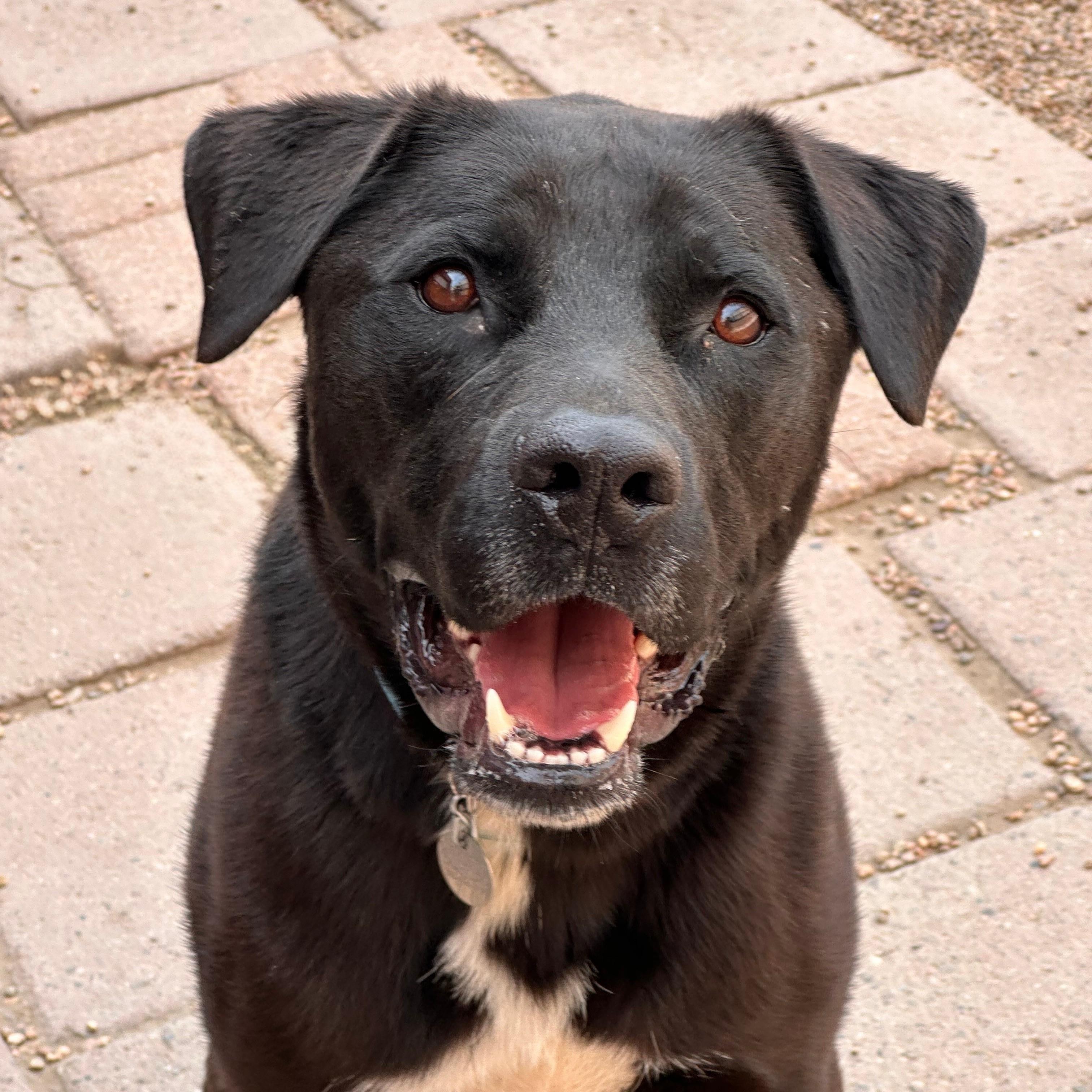 Pluto, Adult Male Labrador Retriever