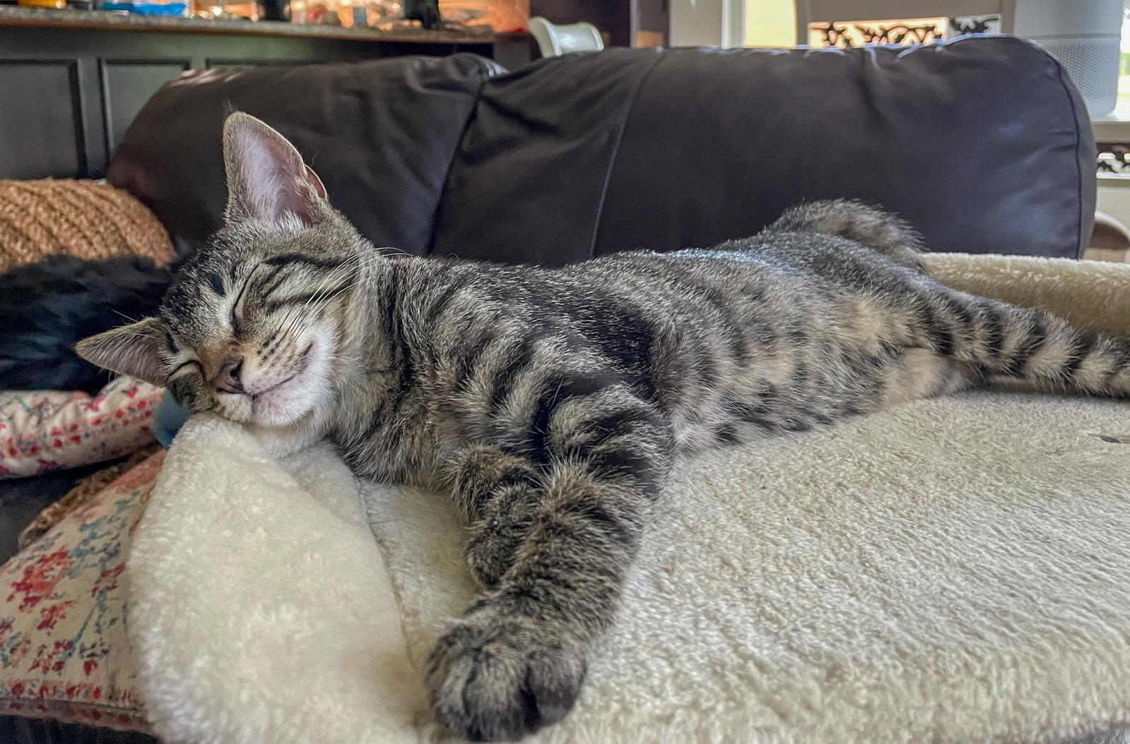 Louie, Adoptable, Kitten Male Domestic Short Hair & Tabby.