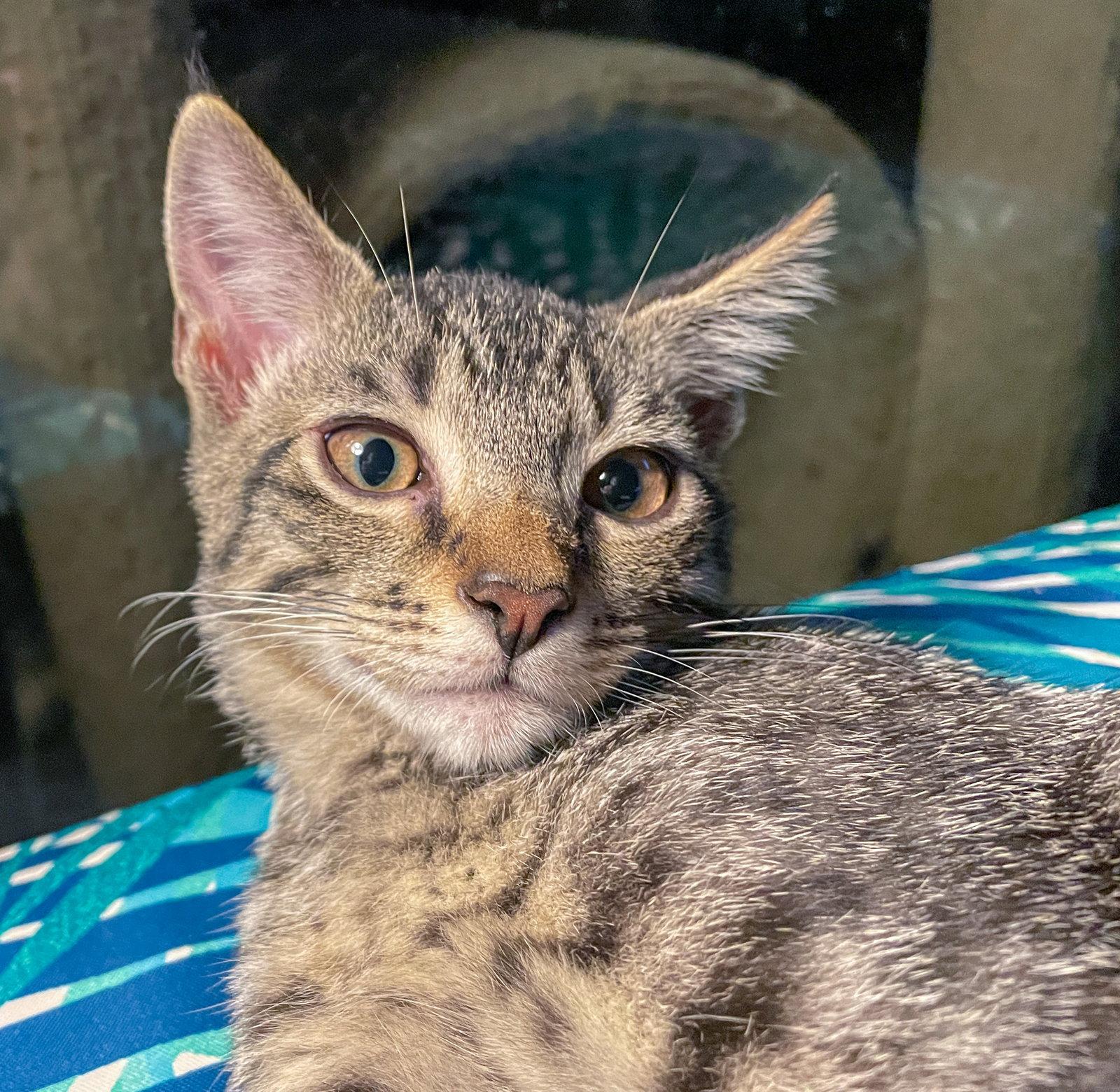 Enlarge Louie, a Adoptable mixed breed in Lighthouse Point, FL image 2/3