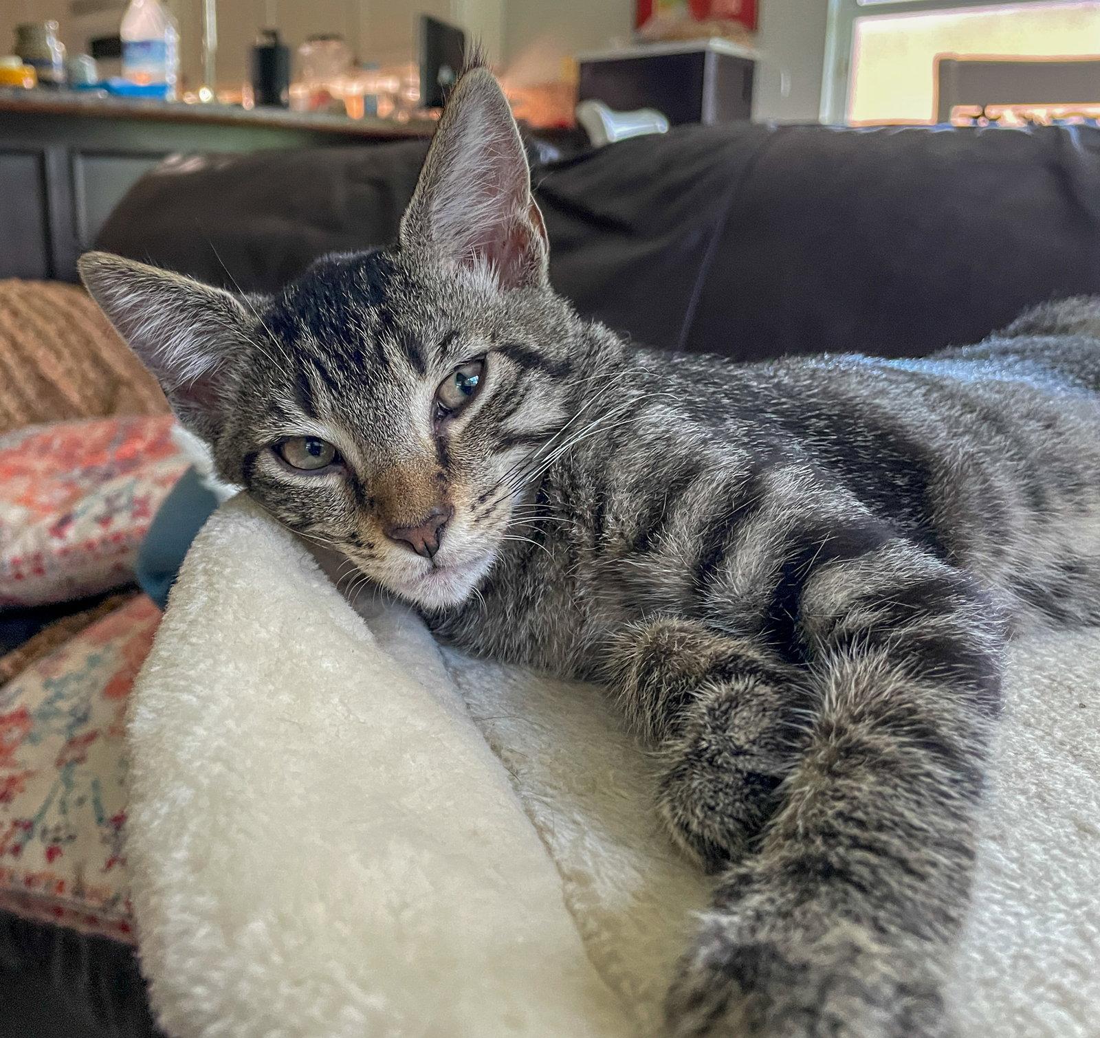 Enlarge Louie, a Adoptable mixed breed in Lighthouse Point, FL image 3/3