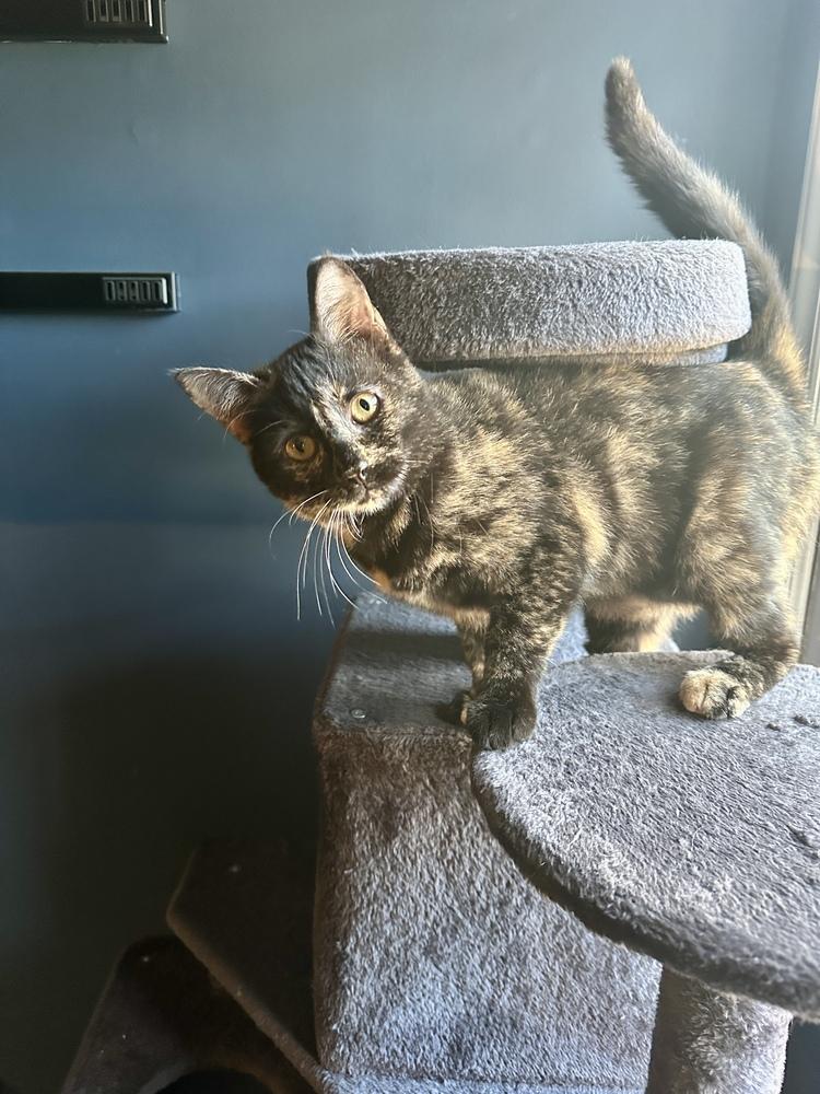 Brownie, Adoptable, Young Female Domestic Short Hair.