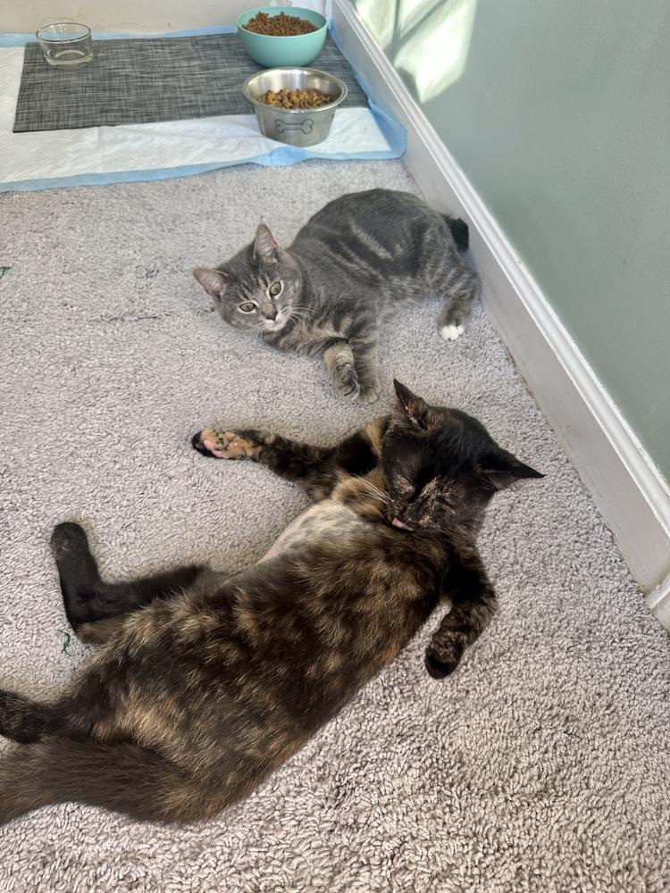 Brownie, a Adoptable Domestic Short Hair in Greensboro, NC image 4/6