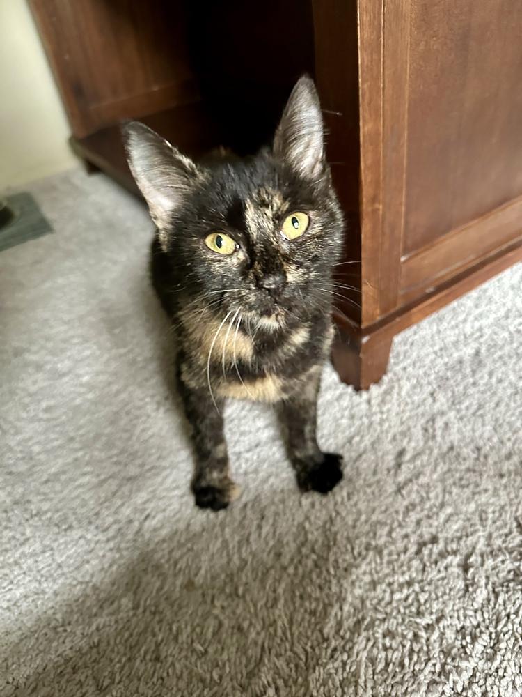 Brownie, a Adoptable Domestic Short Hair in Greensboro, NC image 5/6