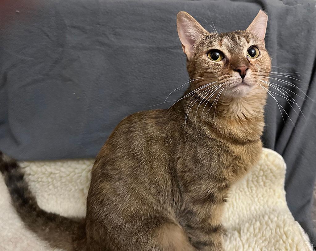 Adopted! Meow Meow, Adoptable, Young Female Domestic Short Hair.
